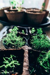 How to Start a Small Herb Garden Indoors